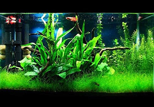 Aquatic Discounts 5-6 BUY2GET1! Java Fern Mature, Healthy, Super Easy Live Aquarium Plant in. Great for Betta Guppy