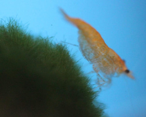 Generic 6 Family of Orange Sunkist Live Shrimp for Aquarium or Fish Tank