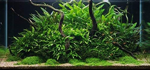 Tall Java Fern Live Aquarium Plant - Microsorum Pteropus for Freshwater Tanks