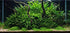 Tall Java Fern Live Aquarium Plant - Microsorum Pteropus for Freshwater Tanks