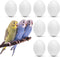 WOLEDOE 8Pcs Fake Bird Eggs, Stop Egg Laying fit Parrotlet, American Parakeet, Budgie,