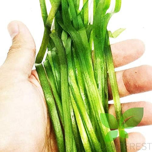 PLANTEREST BUY2GET1FREE Jungle Vallisneria Spiralis Potted Live Aquarium Plant Decorations