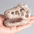 Opexicos 2Pcs 8.5 x 5.5 x 4.5 cm Resin Dinosaur Skull Aquarium Decoration Terrarium Reptile Fish Tank Ornament