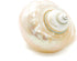 3"-3.5" Hermit Crab Shells | Turbo Shells | White Pearl Jade Green Turbo Shell | Hermit Crab House for Dcor | Plus Free