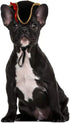 BinaryABC Halloween Pet Pirate Hat,Halloween Pet Dog Cosplay Costume Accessory Photo Props,15 x 11 x 5.5cm