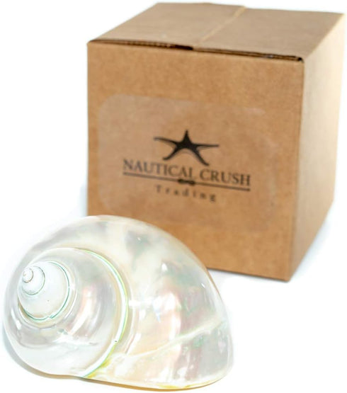 3"-3.5" Hermit Crab Shells | Turbo Shells | White Pearl Jade Green Turbo Shell | Hermit Crab House for Dcor | Plus Free