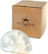 3"-3.5" Hermit Crab Shells | Turbo Shells | White Pearl Jade Green Turbo Shell | Hermit Crab House for Dcor | Plus Free
