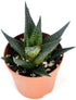 Josh's Frogs Desert Plant Kit - Bioactive Terrarium Plants (Extra Small)