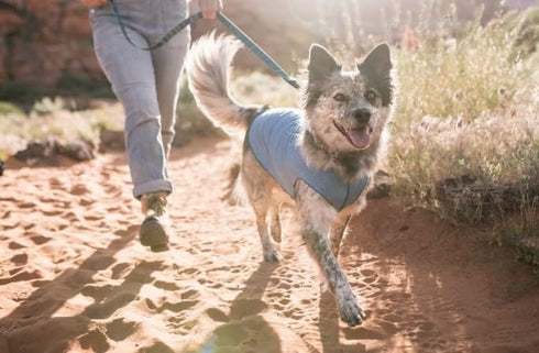 Goldpaw Sun Shield Tee for Dogs and Cats - UV Protection UPF50+, Cooling, Machine Wash, Quick Dry (Pistachio Green, 16)