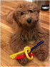 Generic (7" Puppy Teething Keys, Rings or Pacifiers Durable Dog Dental Health Colorful Chew Toys Small Teething Keys)