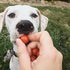 Pet Tag Silencer in Pink