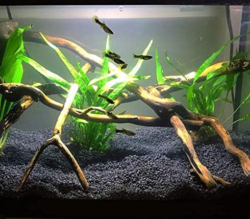 20+ Live Java Fern Plant - Leaves for Aquatic Decor