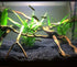 20+ Live Java Fern Plant - Leaves for Aquatic Decor