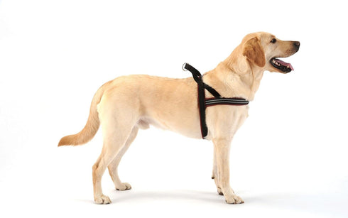 ComfortFlex Sport Harness - American Made No Pull Dog Harness for Large Dogs, Lightweight, Padded
