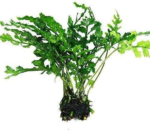 Water Fern Bolbitis Heudelotii Potted Live Aquarium Plant Fresh Water Plants by