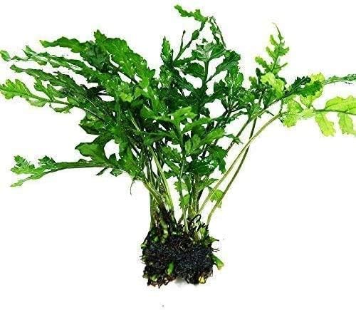 Water Fern Bolbitis Heudelotii Potted Live Aquarium Plant Fresh Water Plants by
