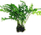 Water Fern Bolbitis Heudelotii Potted Live Aquarium Plant Fresh Water Plants by