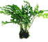 Water Fern Bolbitis Heudelotii Potted Live Aquarium Plant Fresh Water Plants by