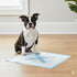SPOT 22" 22", 30-Pack X Marks The Puppy Training Pads Extra Absorbent, Adhesive Strips, Pheromone-Enhanced Attractant