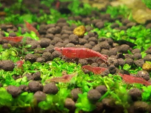 Neat&Tidy 10 Pack Beautiful Red Cherry Shrimp - - Live Beautiful Freshwater Aquarium Shrimp