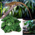 Hamiledyi 9.8FT Lizard Climbing Jungle Vines, Bendable Artificial Branch Reptile Tank Habitat Decor for Bearded Dragon,