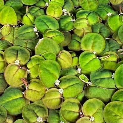 Generic 35+ Red Root Floater Leaves Live Aquarium Plants