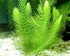 AquaLeaf Aquatics 4 Package Species Aquarium Plants - Java Fern (Microsorum), Hornwort (Ceratophyllum demersum), Amazon