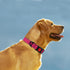 Taglory Reflective Dog Collar with Safety Locking Buckle, Adjustable Nylon Pet Collars for Large Dogs, Hot Pink, L