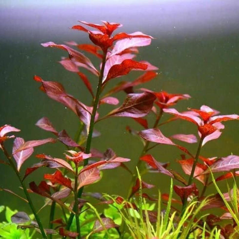 Generic 15 Red Ludwigia Repens Leaf Live Aquarium Plants Stem Bunch for Planting