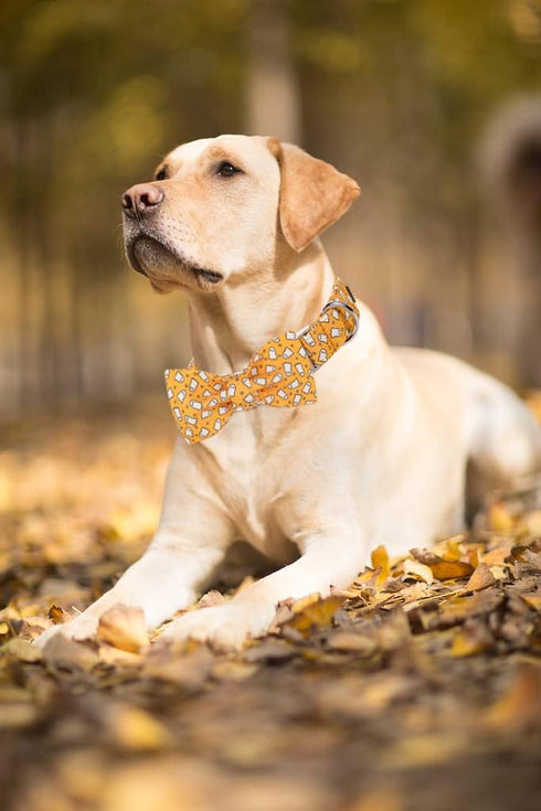 Lionet Paws Halloween Dog Collar with Bowtie - Adjustable Cute Cotton Fall Collar with Metal Buckle for Small Medium