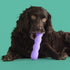 ToothBuddy Dental Chew Dog Bone - Chew Stick for Safe Pet Play, Made from Textured & Non-Toxic Silicone for Soft and
