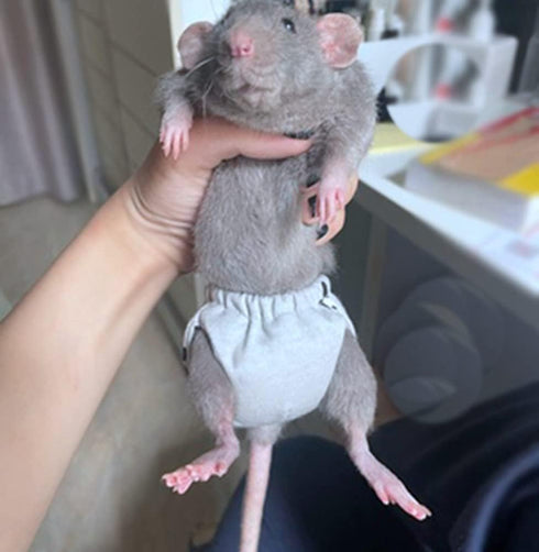 WCDJOMOP (3.9" 6.3"), Reusable Washable Squirrel Diapers, Highly Absorbent with Strong & Flexible Pants No Leak