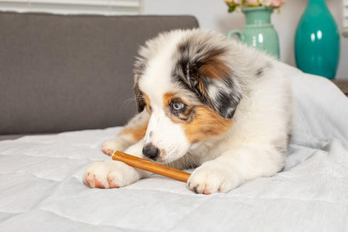 6 Inch Thick Bully Sticks for Dogs, Pack of 8, Premium Fully Digestible Odor Free Beef Pizzle Chew Treats