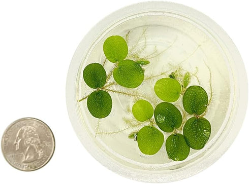 Aquarium Plant Center (12 60+ Water Spangle, Salvinia Minima, Live Aquarium/Aquatic/Freshwater/Floating/Pond