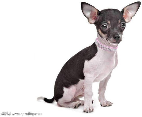 Rhinestone Dog Collar - Cute Dazzling Sparkling Leather Collar for Dog Cat, Crystal Diamond Pet Collar (S:21-27cm, Pink)