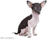 Rhinestone Dog Collar - Cute Dazzling Sparkling Leather Collar for Dog Cat, Crystal Diamond Pet Collar (S:21-27cm, Pink)