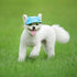 Leconpet Baseball Caps with Neck Strap - Adjustable Comfortable Ear Holes for Small Medium Large Dogs (S, Blue)