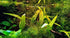 Tall Java Fern Live Aquarium Plant - Microsorum Pteropus for Freshwater Tanks