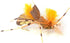 The Fly Fishing Place Basics Collection - 10 Dry Fishing Grasshopper Flies, Foam Hoppers Dry Fly Assortment - 5