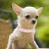 Rhinestone Dog Collar, Bling Diamond Crystal Sparkly Collar for XXS to Medium Girls Dogs and Female Kittens