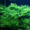 Marcus Fish Tanks Java Fern Windelov Microsorum pteropus Lace Java Fern Live