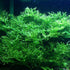 Marcus Fish Tanks Java Fern Windelov Microsorum pteropus Lace Java Fern Live