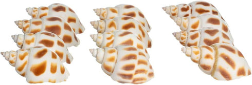 12 3/4"- 2" Hermit Crab Shells | Turbo Shells | Babylonia Aerolata Turbo Shells | Hermit Crab House for Dcor | Plus
