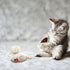 pawstrip Rabbit Fur Cat Toys, Interactive Mouse with Rattle, 12Pcs Realistic Squeaky Cat Toys