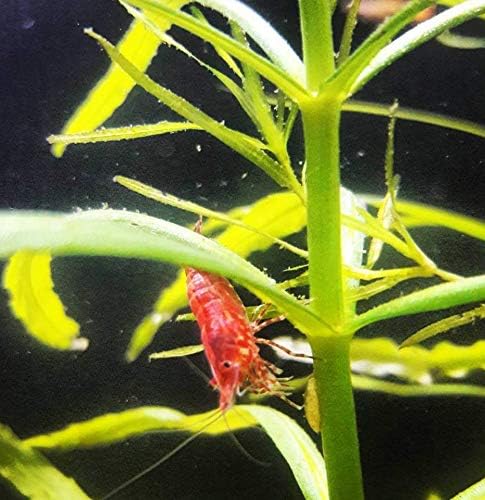 Live Pogostemon Stellatus Octopus Plant - Freshwater Aquarium Decoration