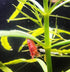 Live Pogostemon Stellatus Octopus Plant - Freshwater Aquarium Decoration