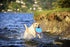 Chuckit Paraflight Flying Disc Dog Toy, Large 9.75", Orange and Blue