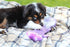 ZippyPaws - Zingy No Stuffing Durable Squeaky Plush Dog Toy - Purple Squirrel