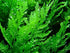 Bolbitis Water Fern Heudelotii Potted Live Aquarium Plant Fresh Water Plants by Greenpro