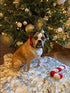 Adjustable Soft and Comfy Bowtie Collars for Small Medium Large Dogs, Unique Style Paws Christmas Dog and Cat Collar
